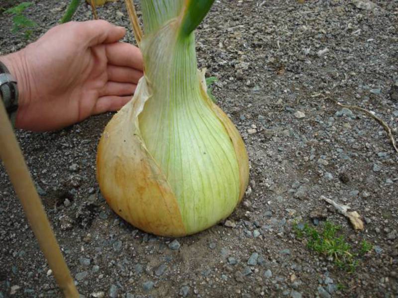 How the family onion grows