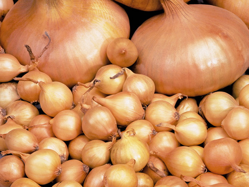 Conditions for growing onions