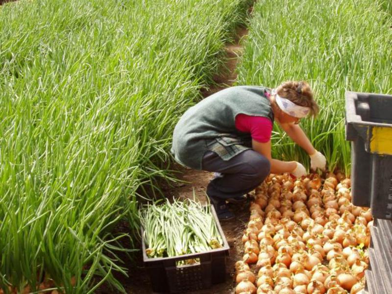 How to plant onions