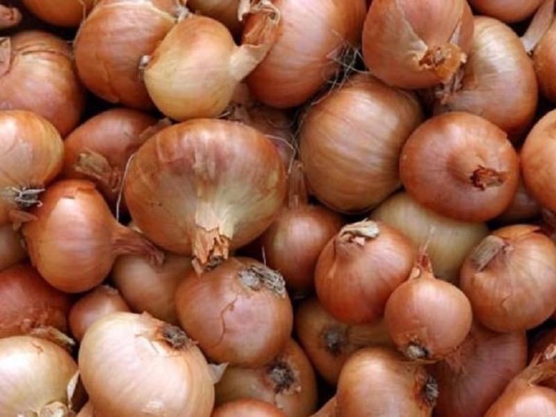 How to plant onions