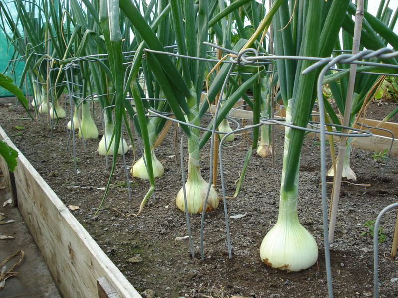 Planting and caring for onions