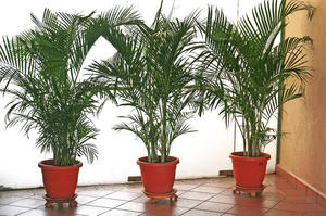 How to water a indoor palm