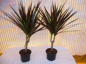 Indoor palms name