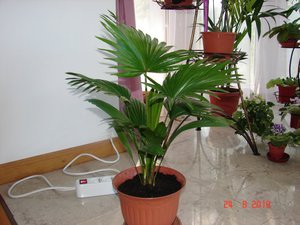 Varieties of indoor palms.