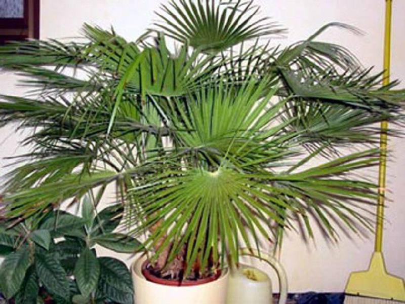 How to track the growth of indoor palm trees