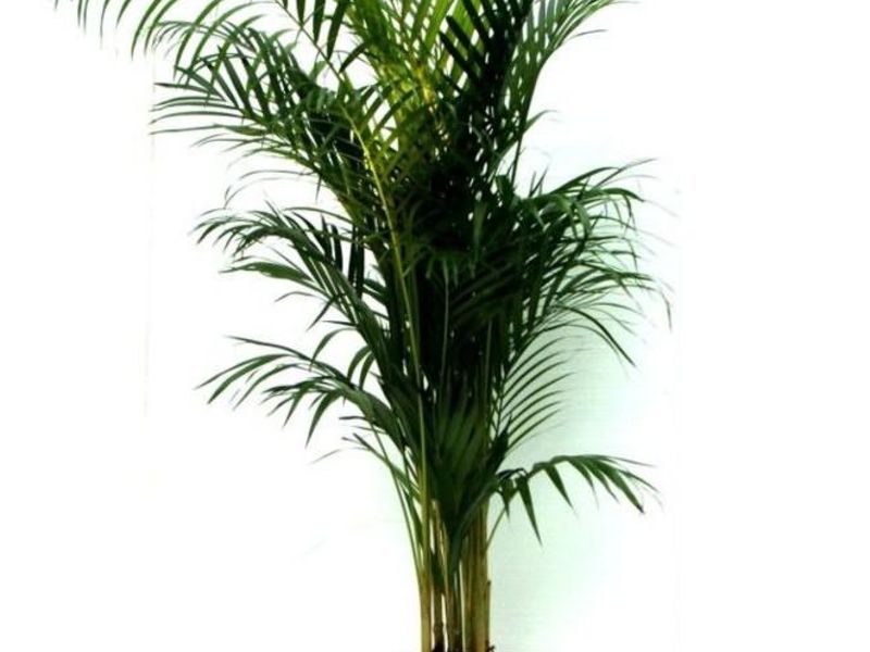 Indoor palm names