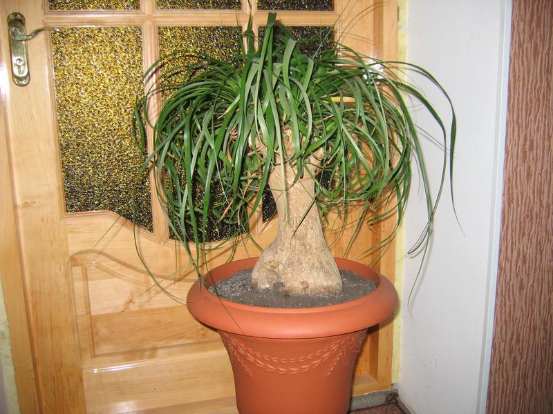 Diseases of indoor palms