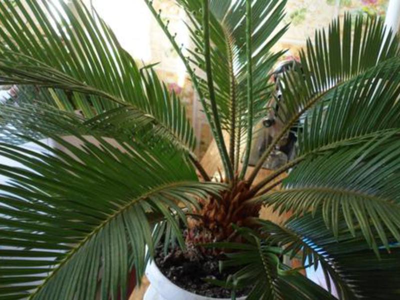 Indoor palm