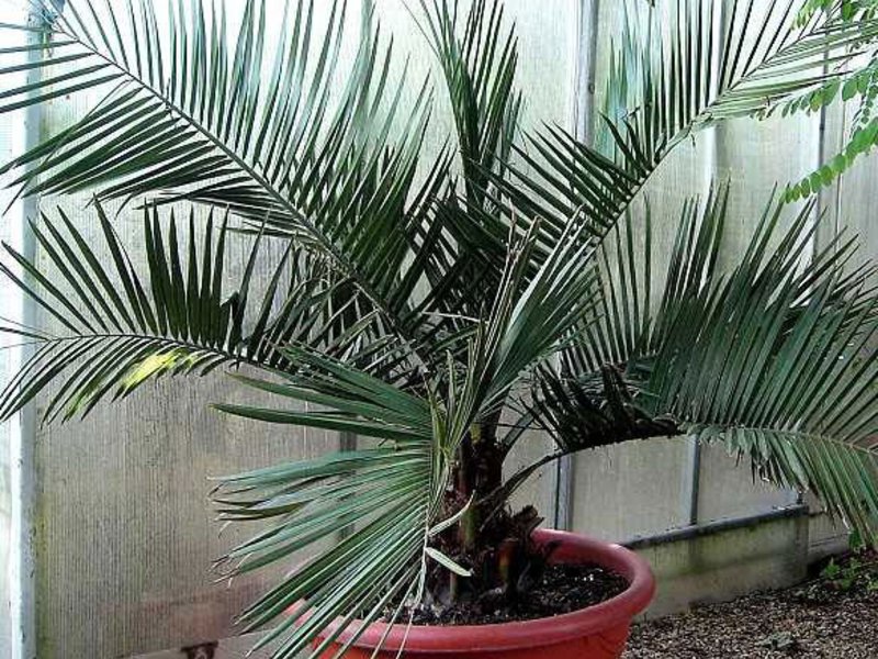 Ways to care for palm trees