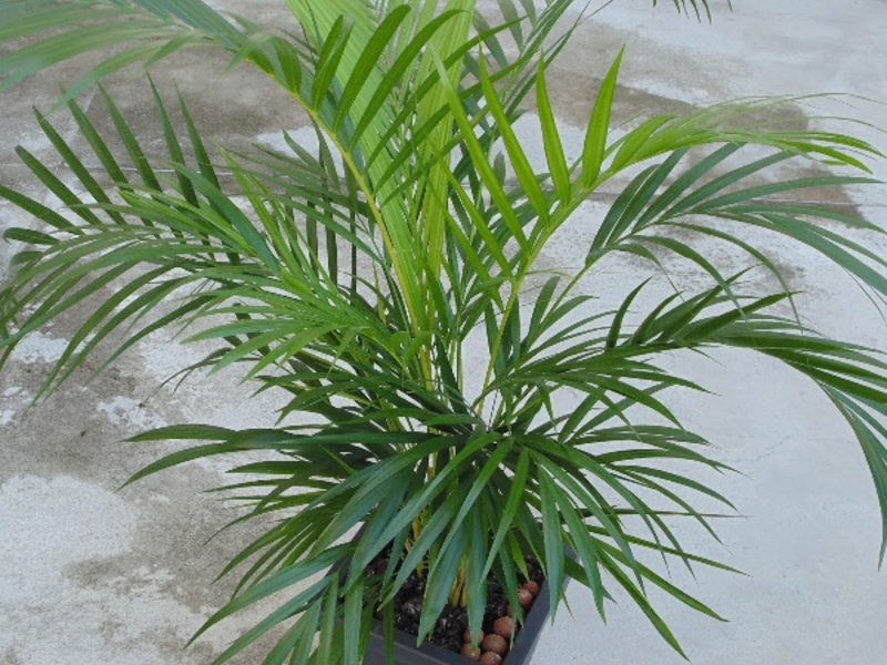 Varieties of indoor palms