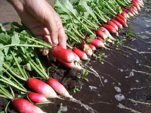 When is the best time to plant a radish for the fastest growing?