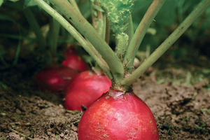 Radish beds