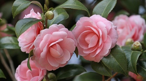 How to propagate camellia