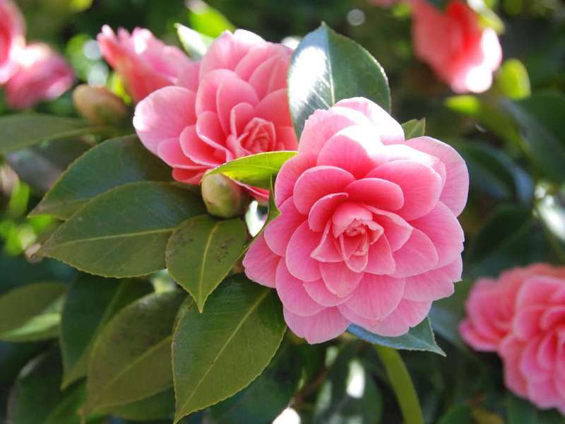 Japanese camellias