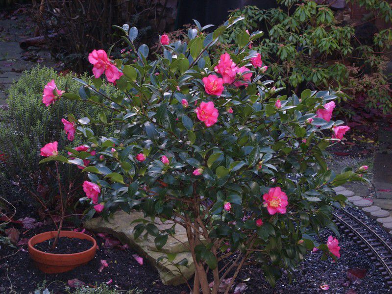 Camellia: care, cultivation, reproduction.