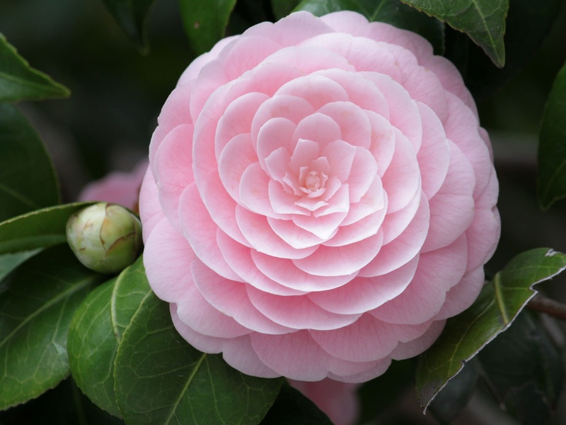 Delicate camellia bloom