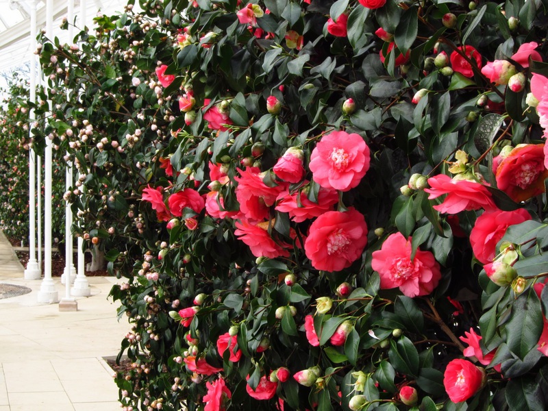 Blooming camellia bush