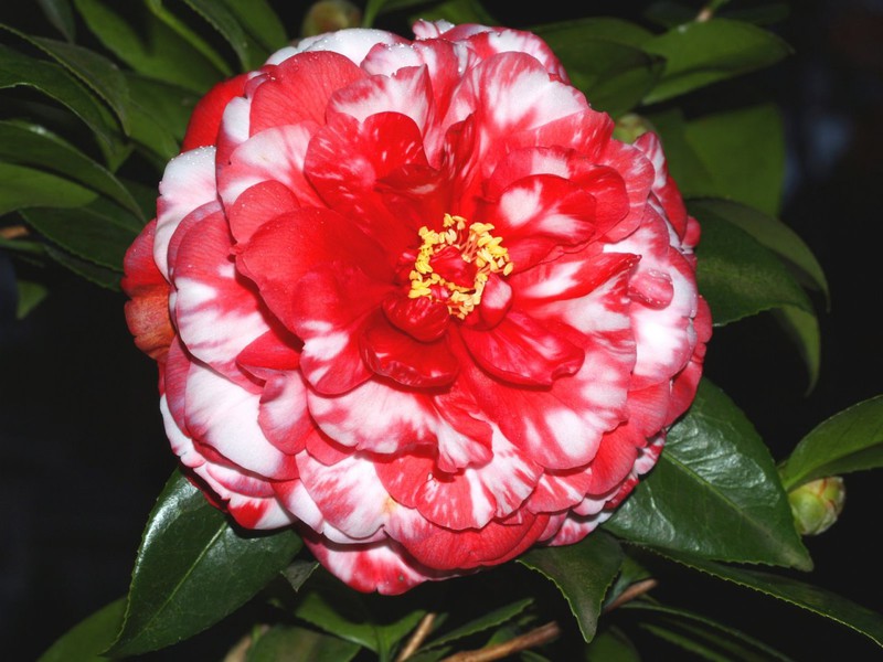 Varieties of camellia