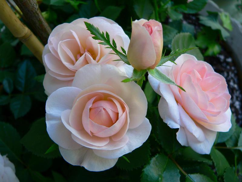 Delicate camellia bloom