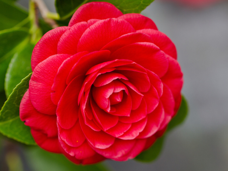 Japanese camellias