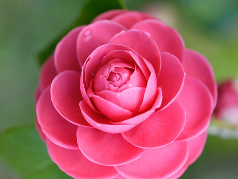 Where does camellia usually grow?