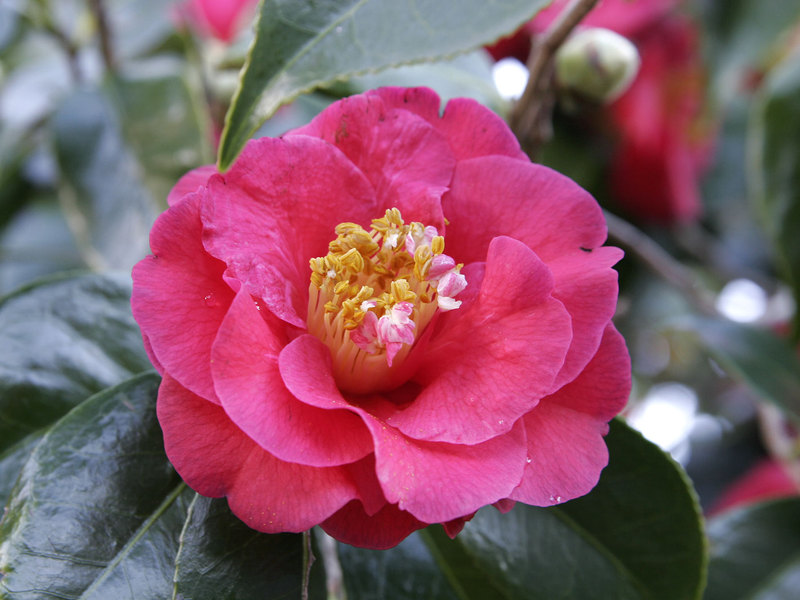 How Japanese camellia blooms