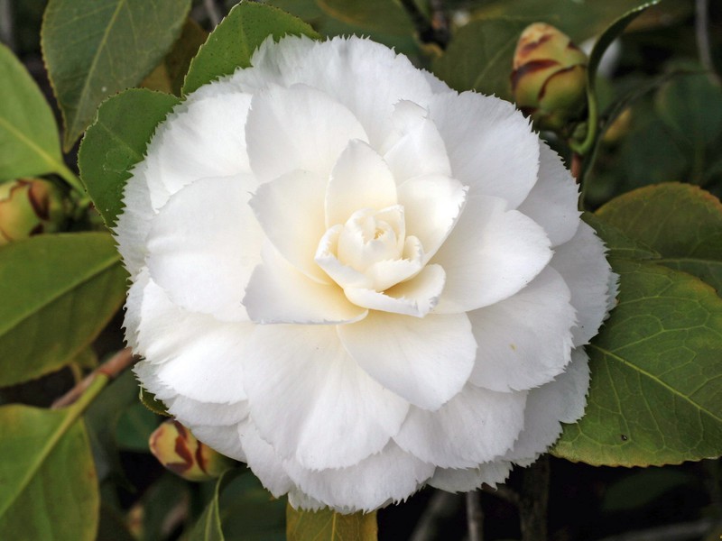 Blooming camellia