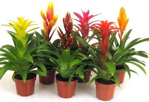 Bromeliad air humidity