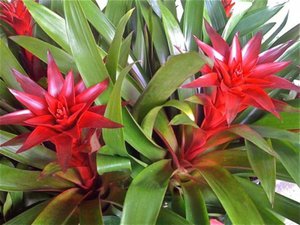 Bromeliad transplant