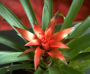 How to get bromeliads to bloom