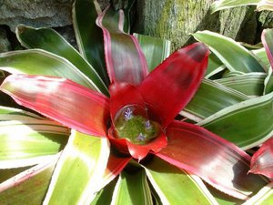 Bromeliad pests