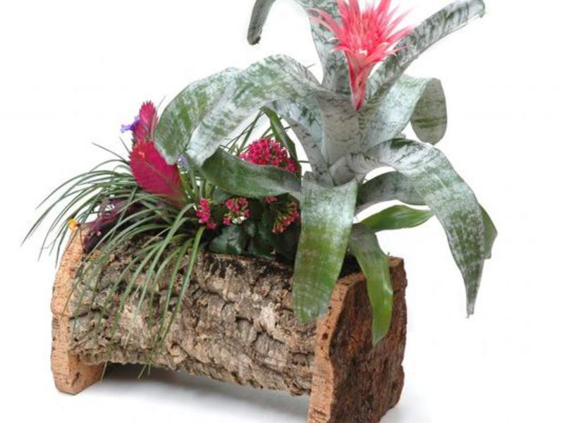 Uses of bromeliad flower