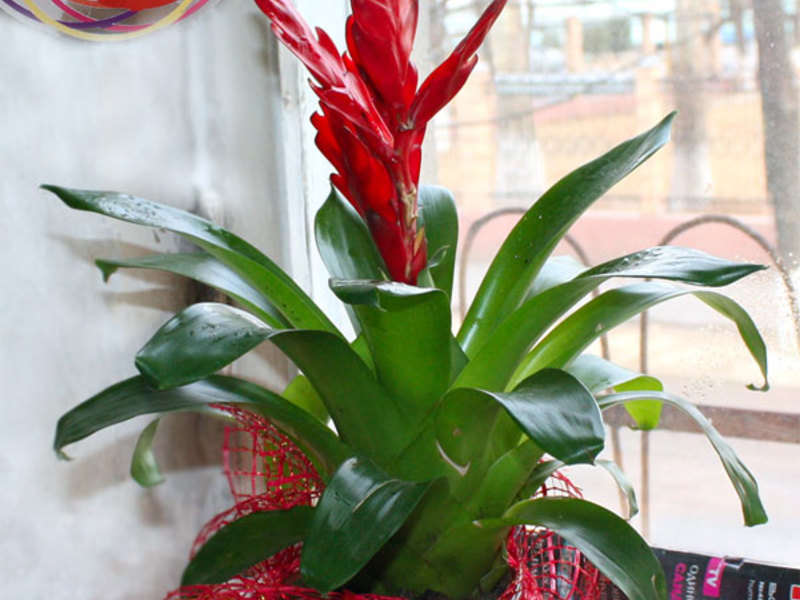 Conditions for bromeliad flower