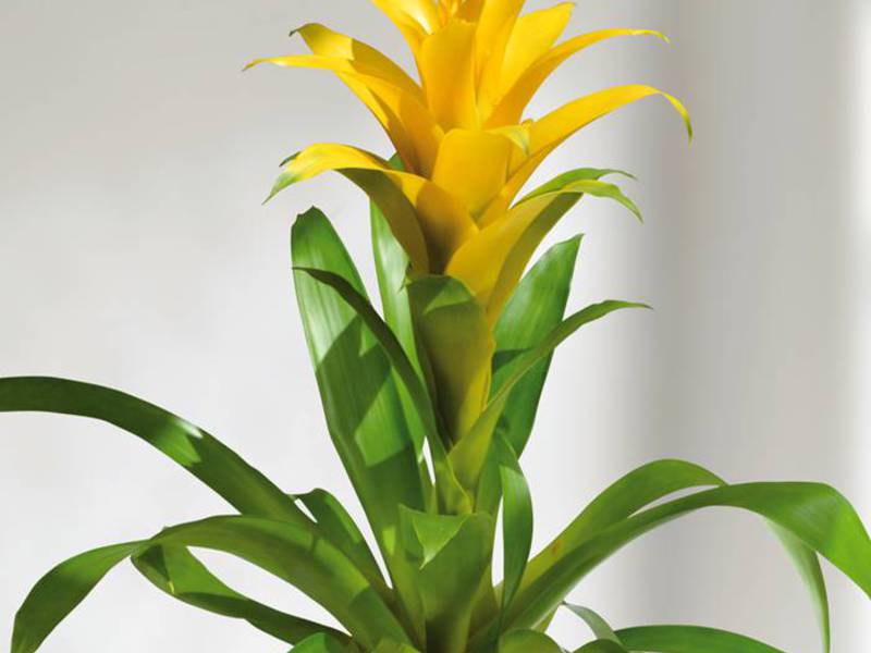 How to care for bromeliads