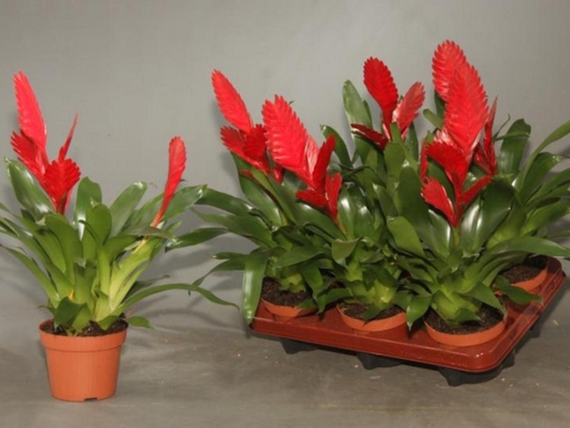 Planting and caring for bromeliads