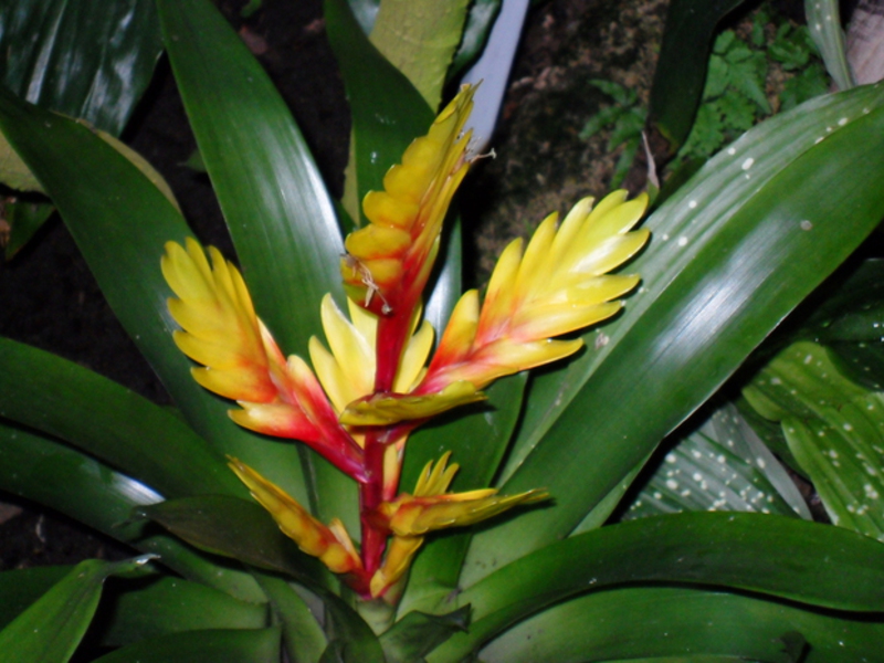 Bromeliad and its species