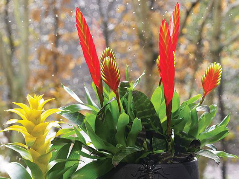 Bromeliad care