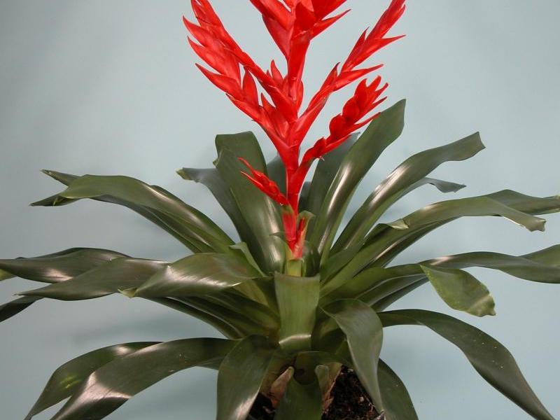 Growing bromeliads