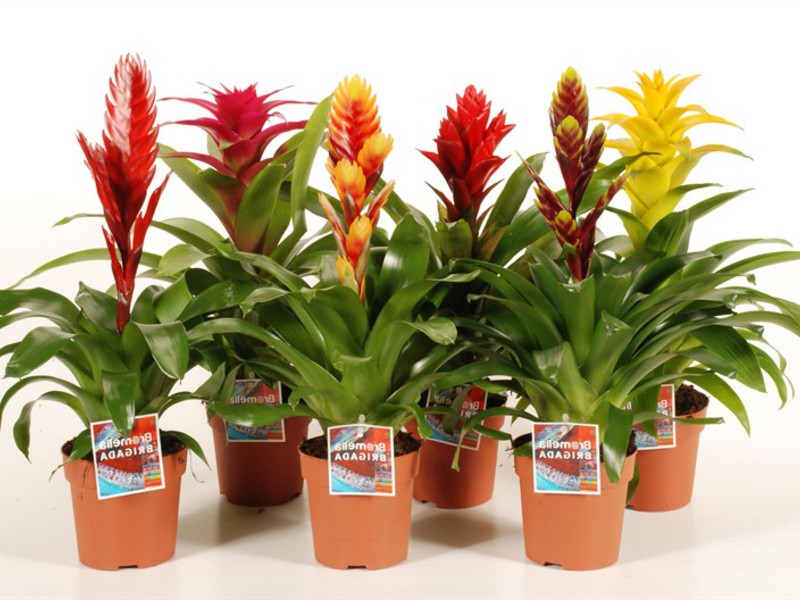 Flowering bromeliads