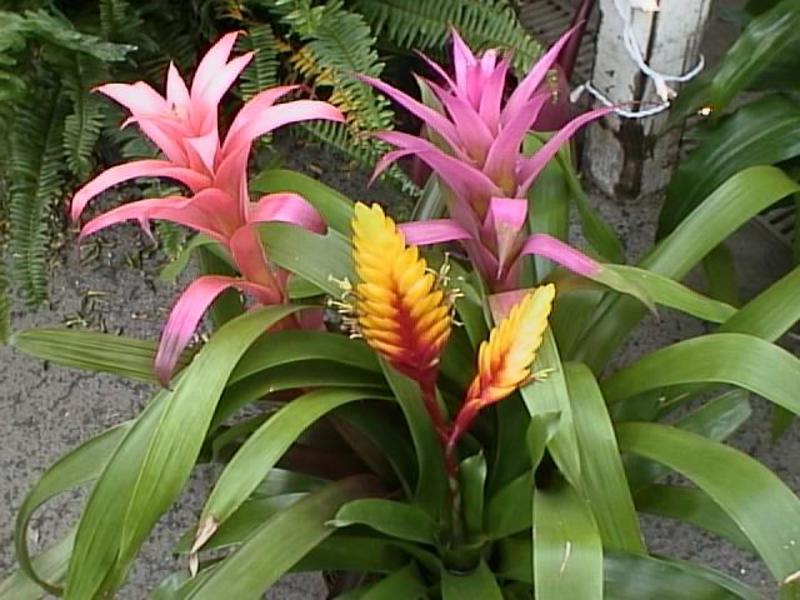 Flowering period of bromeliads