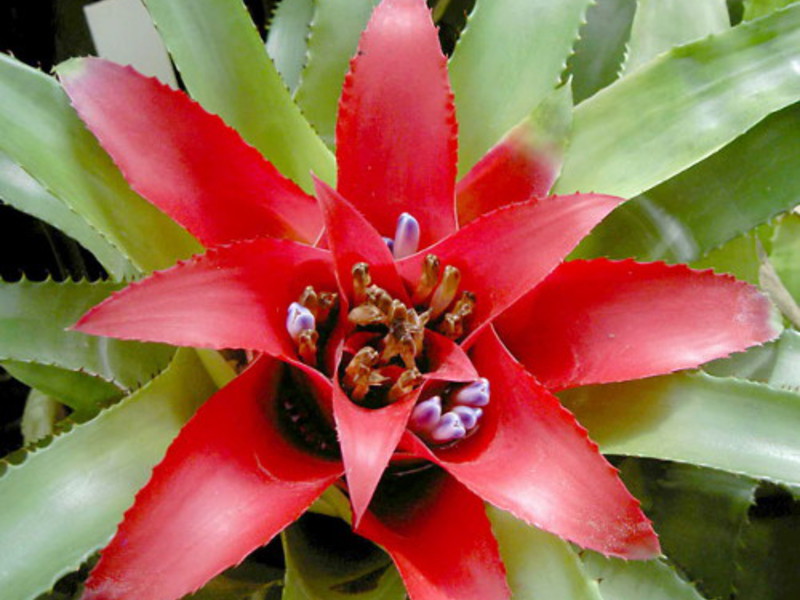 Where does bromeliad flower grow