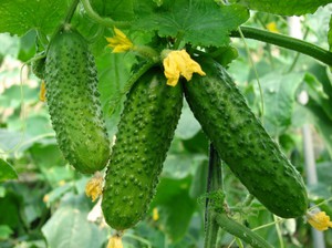 Reviews of the best varieties of cucumbers for growing in the open field