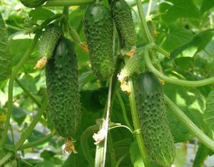 How to grow cucumbers outdoors