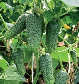 Different varieties of cucumbers