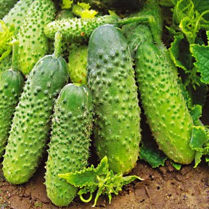 Cucumber variety