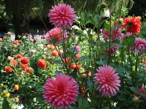 Dahlia care and technology for growing them from a tuber