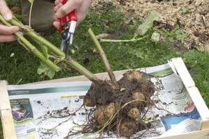 Features of growing dahlia flowers from tubers