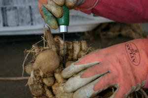 Dahlia tubers planting rules