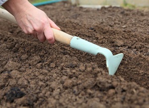 Description of the process of preparing the soil for planting dahlia tubers