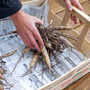 Features of storing dahlia tubers in winter